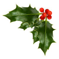 15-152952_xmas-stuff-for-christmas-holly-png-christmas-holly